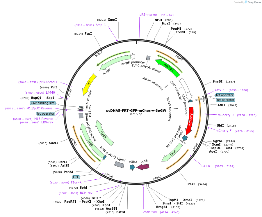 53965-plasmid-map-sequence-id-84084