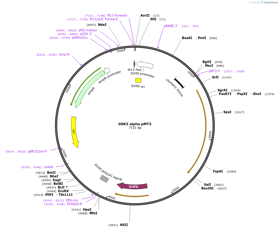 15896-plasmid-map-sequence-id-8422