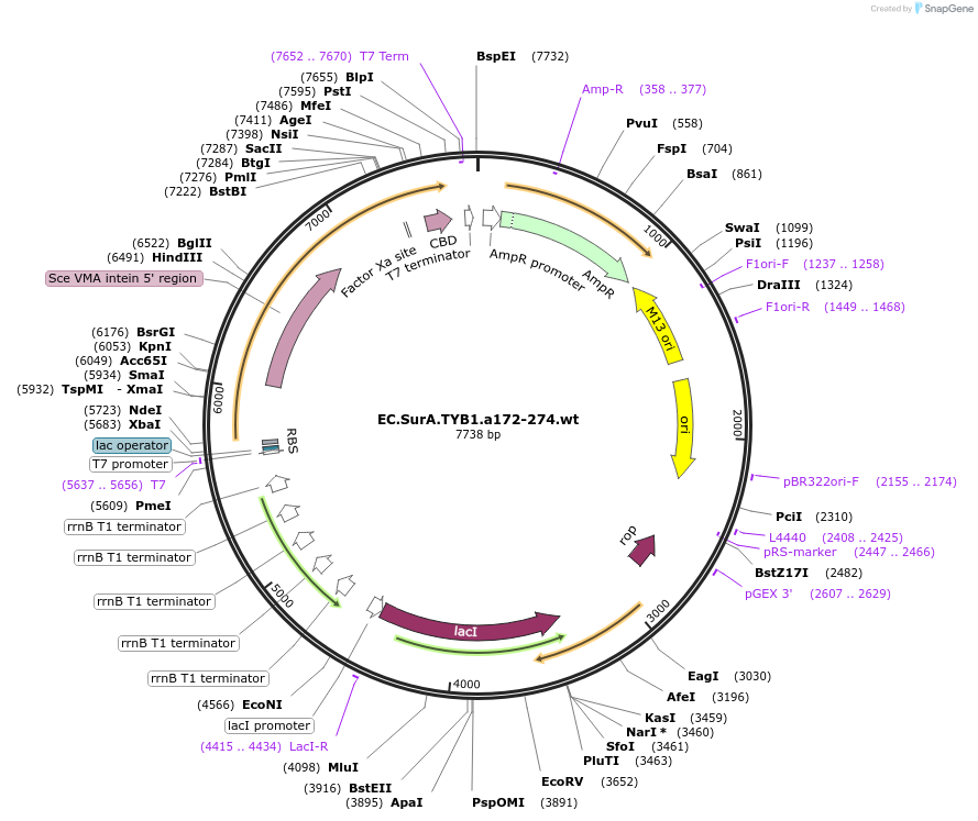 15934-plasmid-map-sequence-id-8440
