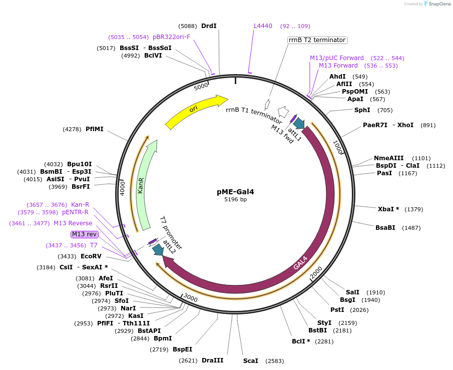 53366-plasmid-map-sequence-id-84520