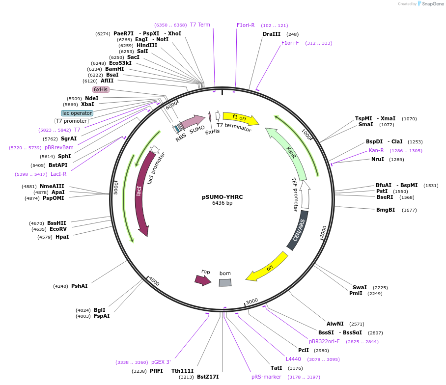 54336-plasmid-map-sequence-id-84530