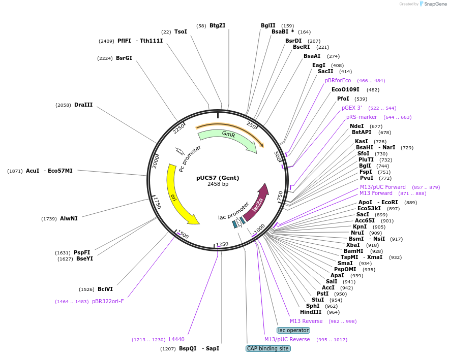 54338-plasmid-map-sequence-id-84559