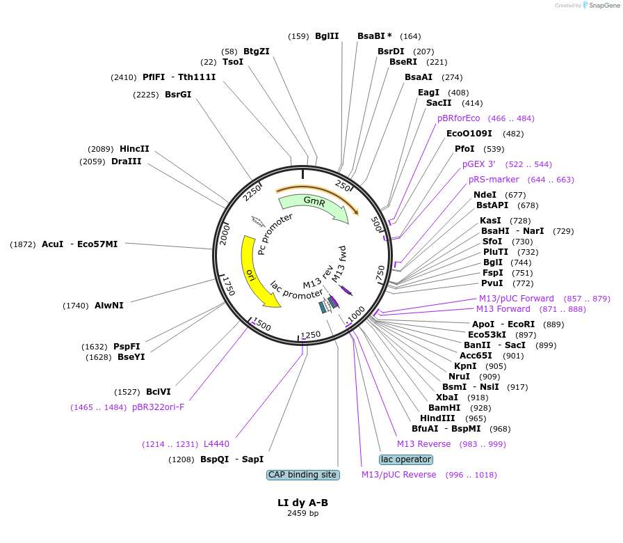 54341-plasmid-map-sequence-id-84561