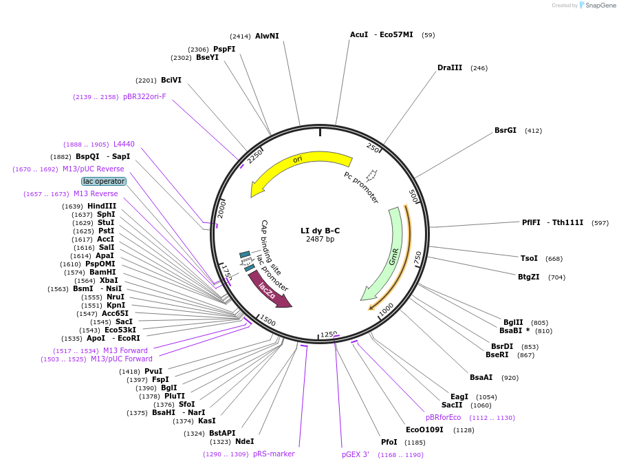 54342-plasmid-map-sequence-id-84562