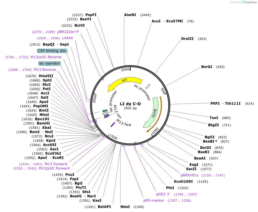 54343-plasmid-map-sequence-id-84563