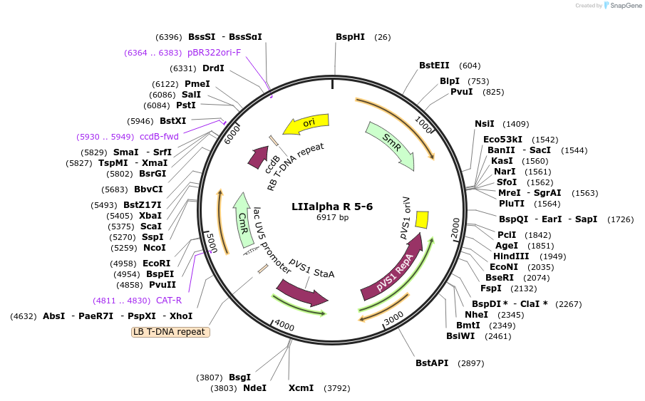 54355-plasmid-map-sequence-id-84575
