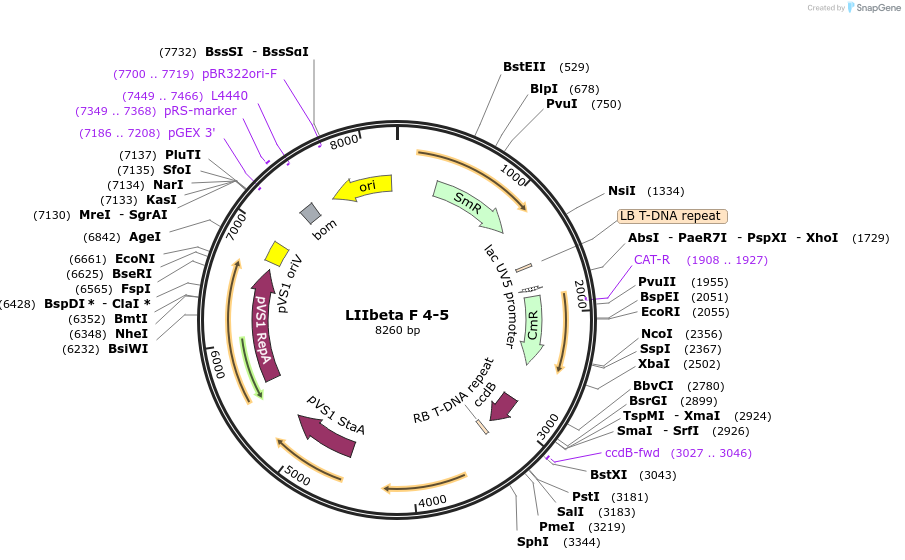 54362-plasmid-map-sequence-id-84582