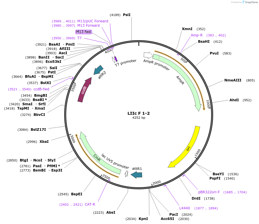 54366-plasmid-map-sequence-id-84586
