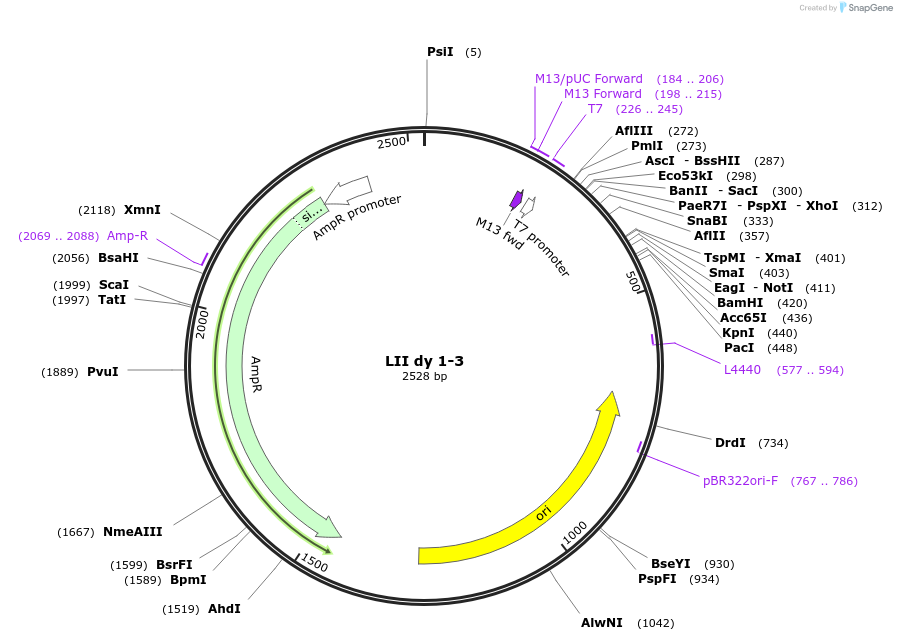 54374-plasmid-map-sequence-id-84594