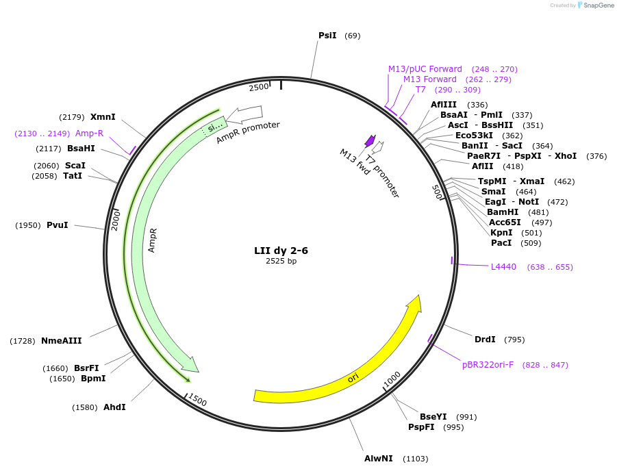 54378-plasmid-map-sequence-id-84598