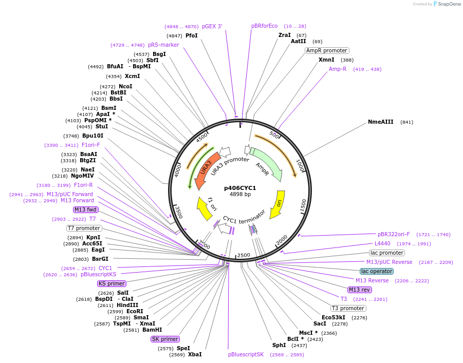 15975-plasmid-map-sequence-id-8460