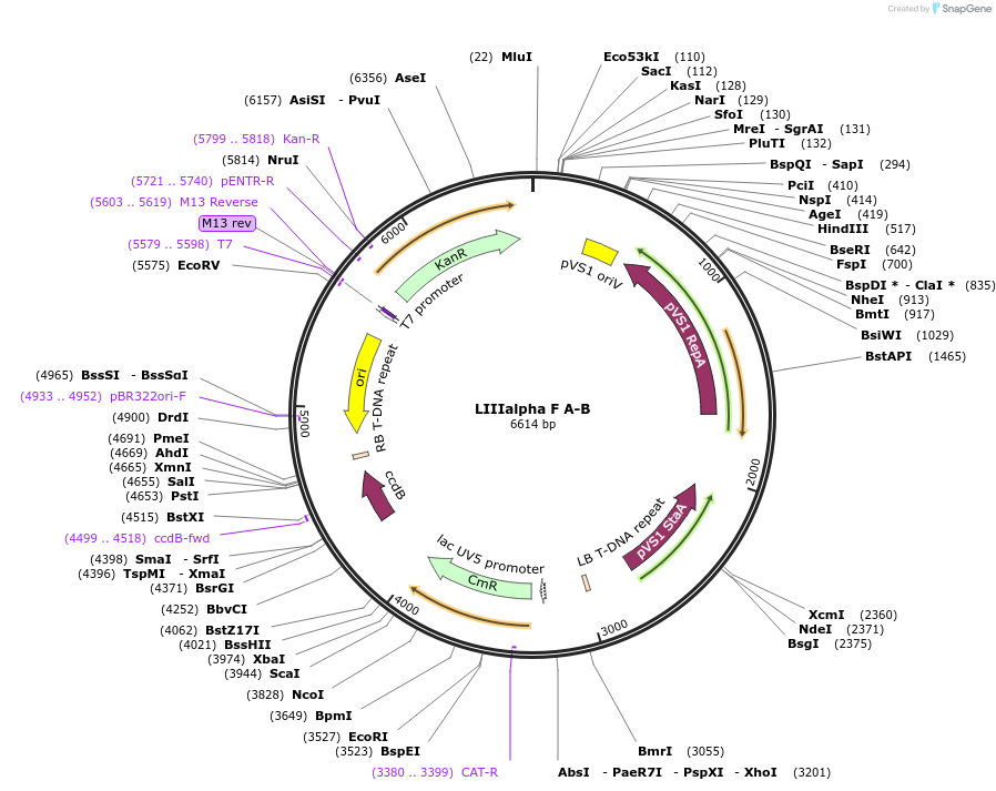 54382-plasmid-map-sequence-id-84602