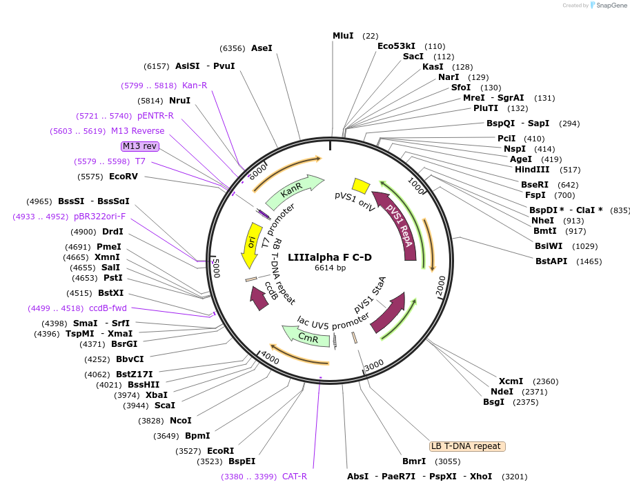 54384-plasmid-map-sequence-id-84604