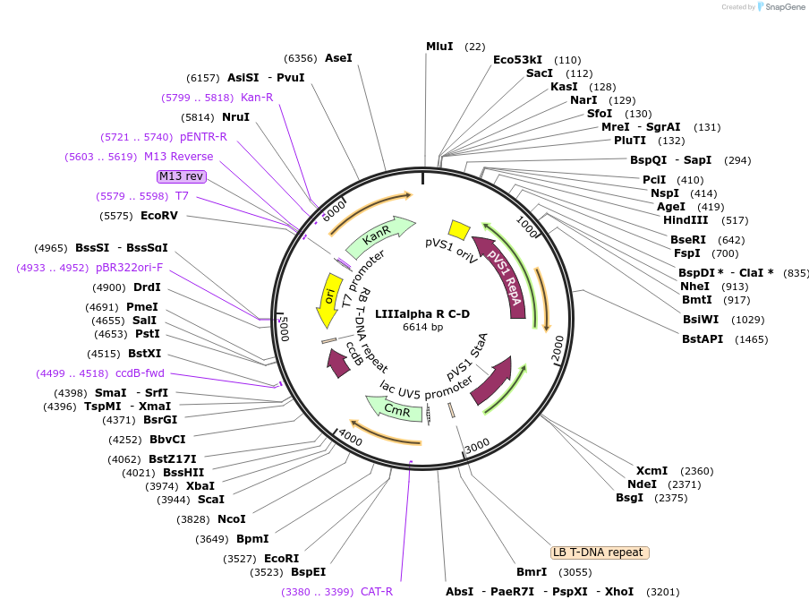 54385-plasmid-map-sequence-id-84605