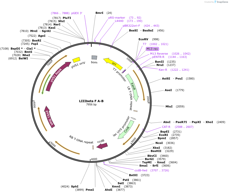 54389-plasmid-map-sequence-id-84609