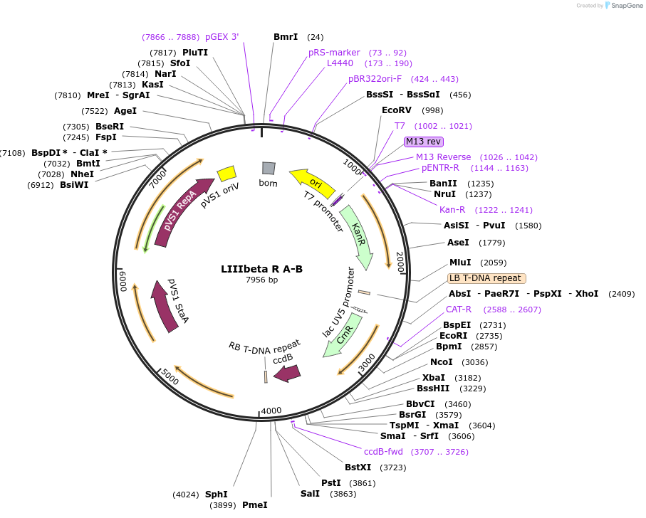 54390-plasmid-map-sequence-id-84610