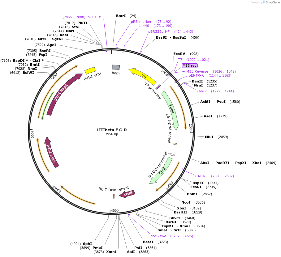 54391-plasmid-map-sequence-id-84611