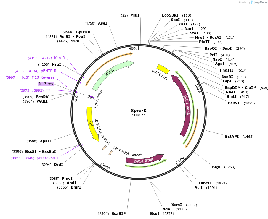 54395-plasmid-map-sequence-id-84615