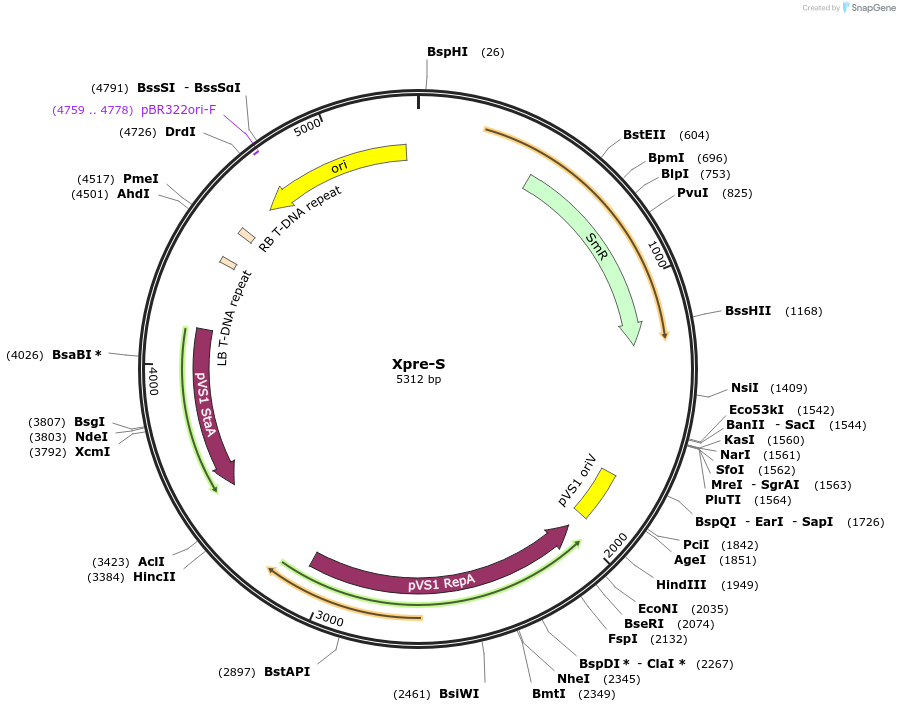54396-plasmid-map-sequence-id-84616