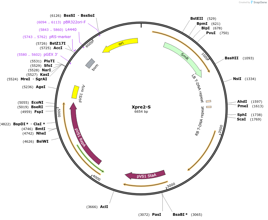 54398-plasmid-map-sequence-id-84618