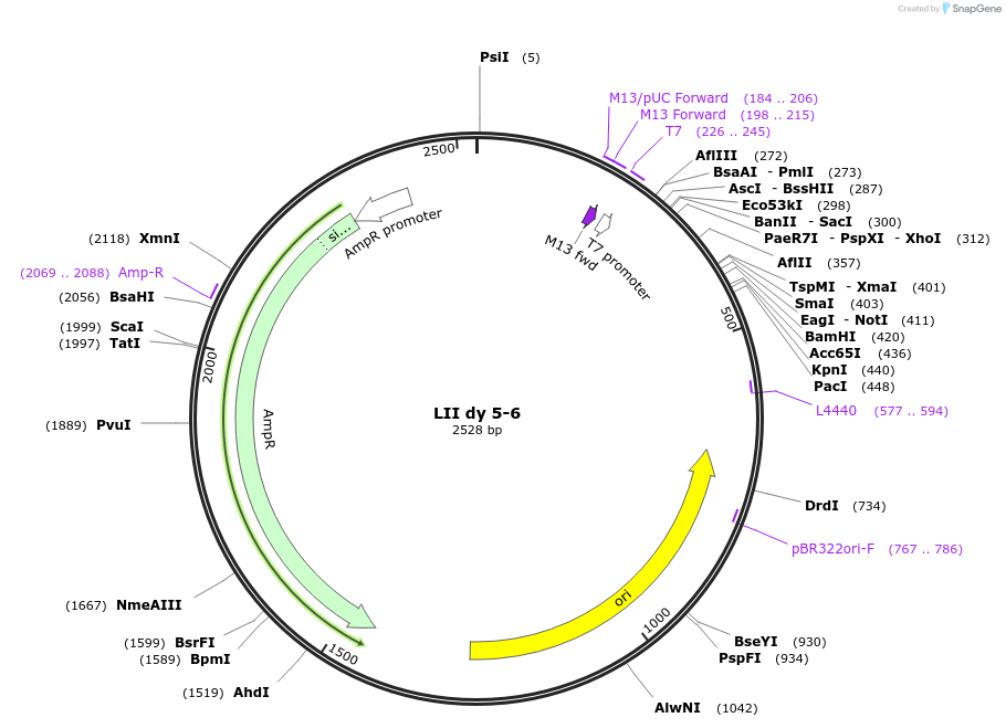 54401-plasmid-map-sequence-id-84621