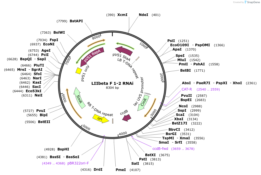 54403-plasmid-map-sequence-id-84623