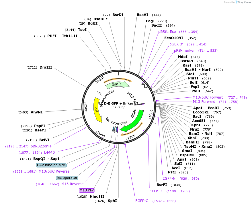 54410-plasmid-map-sequence-id-84630