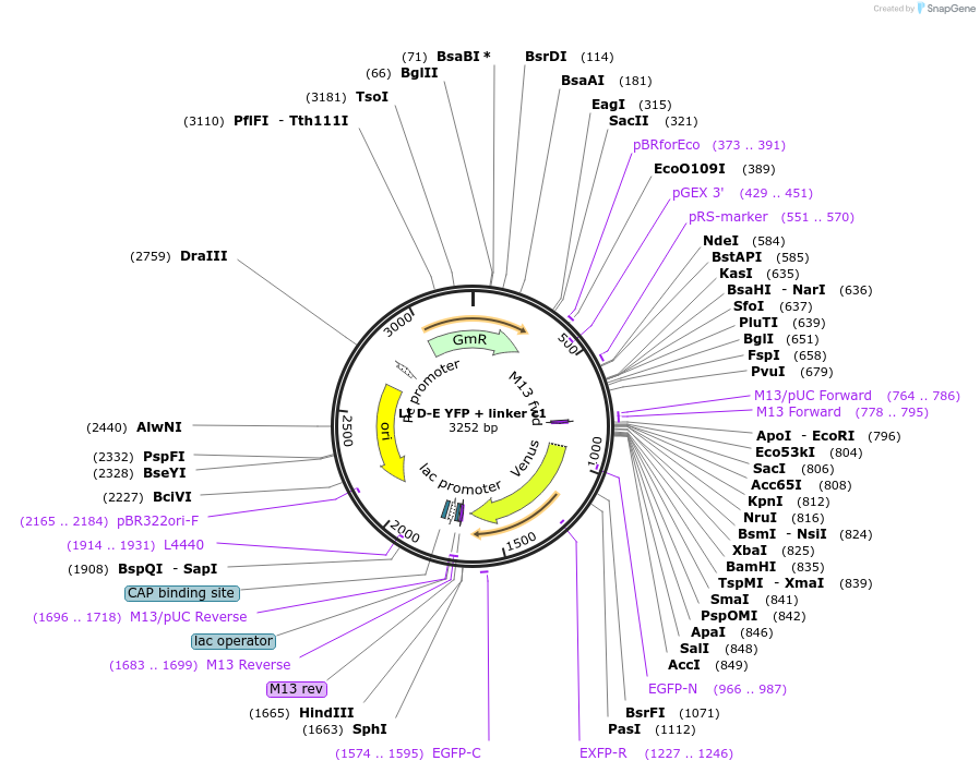 54411-plasmid-map-sequence-id-84631