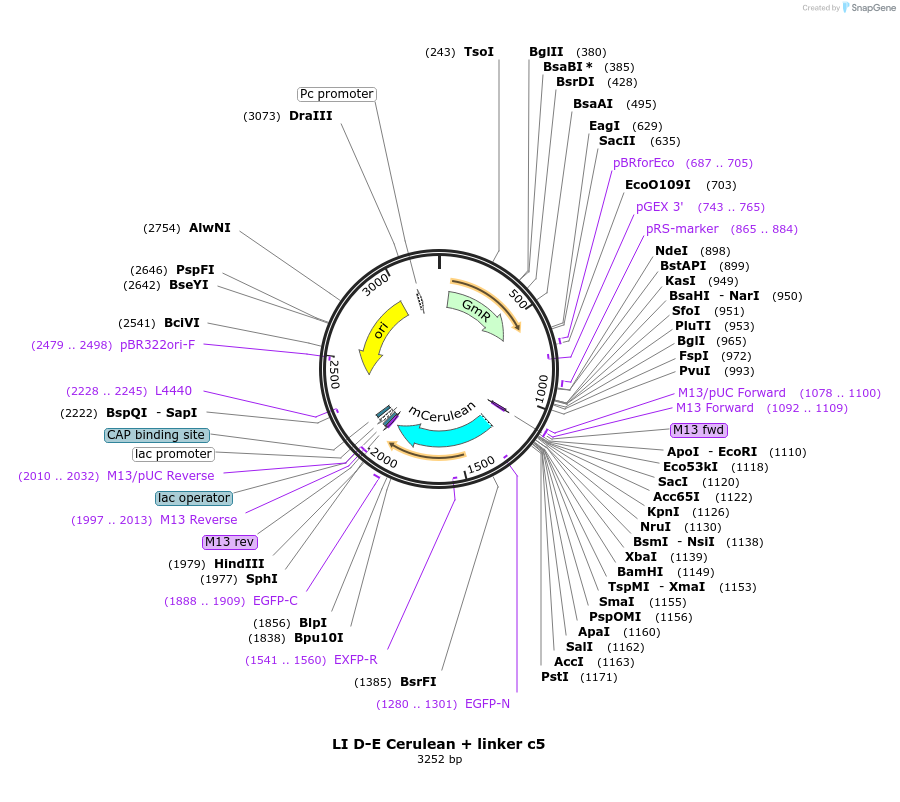 54413-plasmid-map-sequence-id-84633