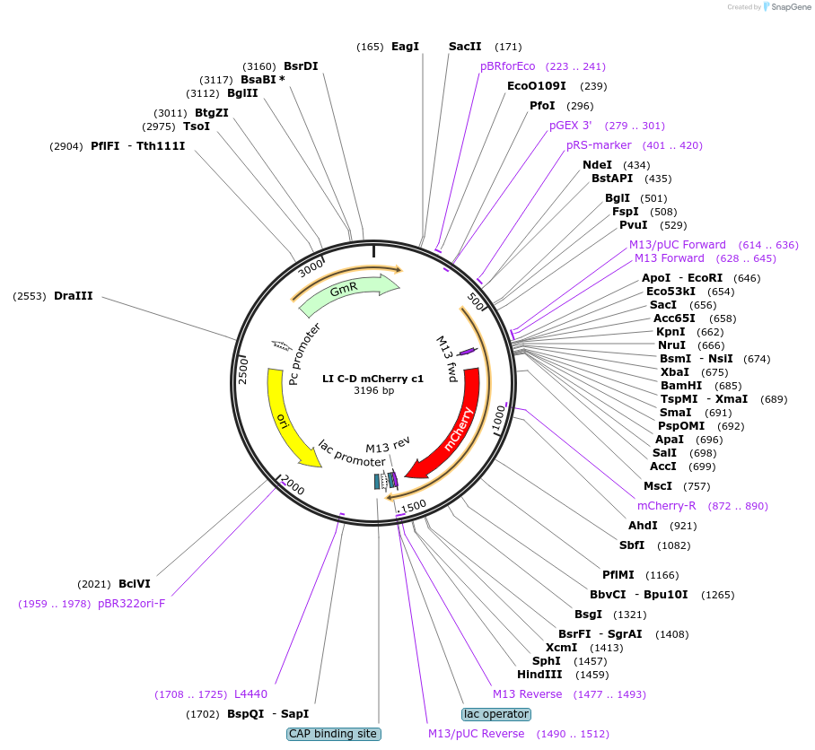 54418-plasmid-map-sequence-id-84638