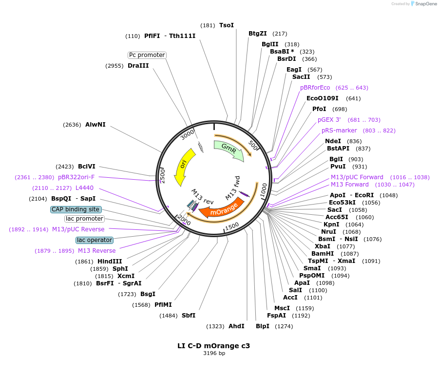 54419-plasmid-map-sequence-id-84639