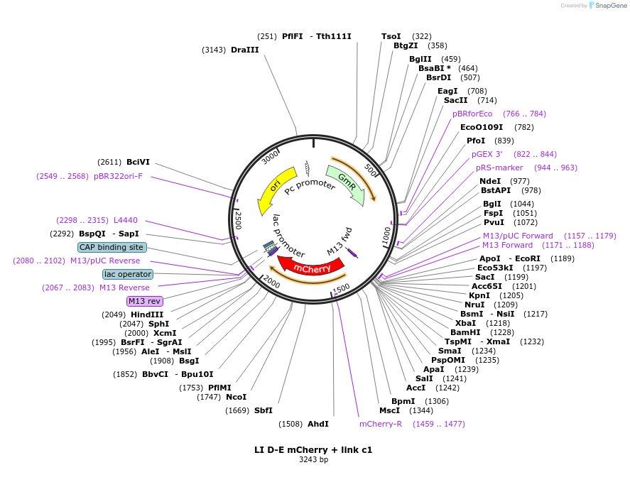 54420-plasmid-map-sequence-id-84640