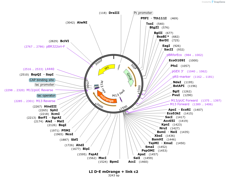 54421-plasmid-map-sequence-id-84641
