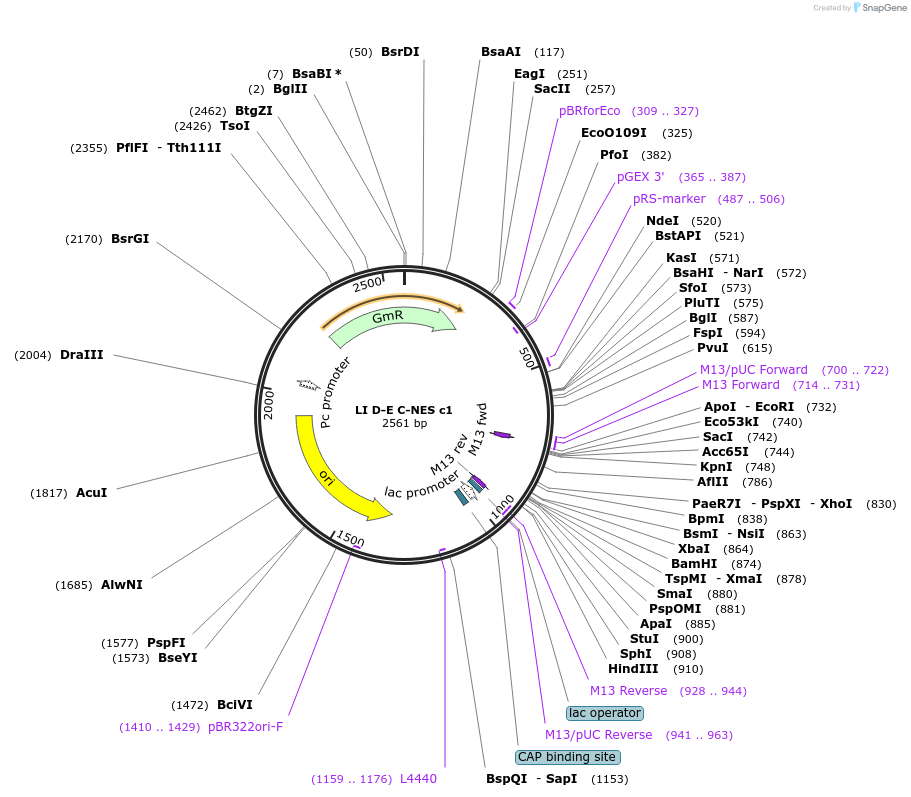 54429-plasmid-map-sequence-id-84649