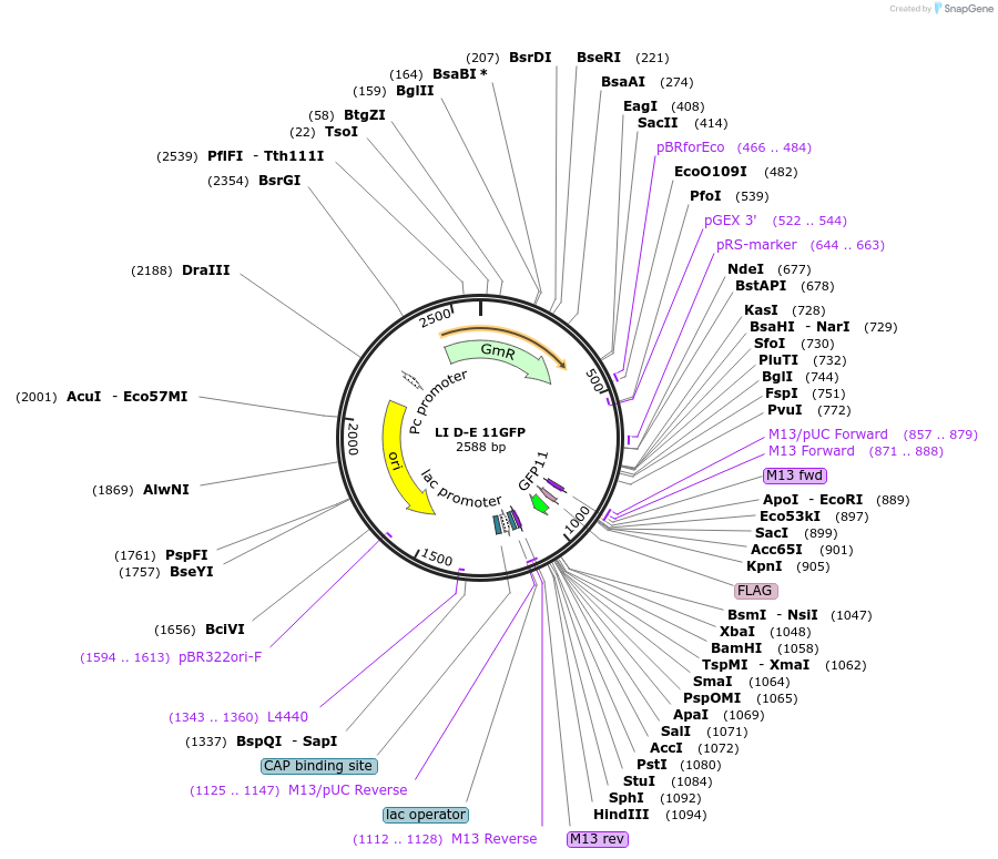 54430-plasmid-map-sequence-id-84650