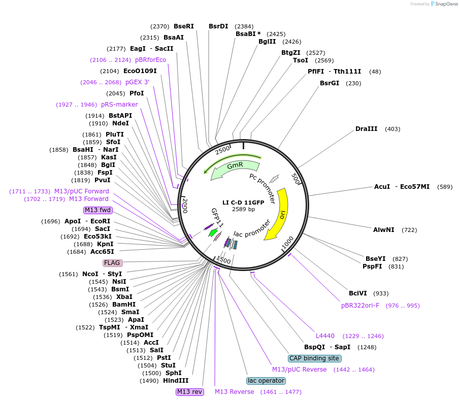 54431-plasmid-map-sequence-id-84651
