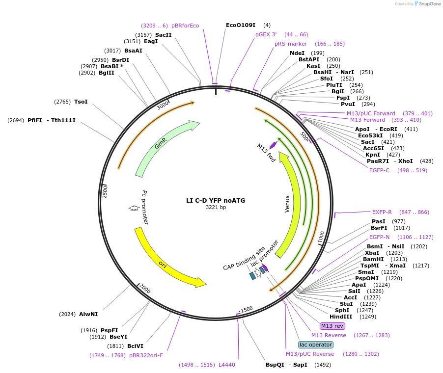 54437-plasmid-map-sequence-id-84655