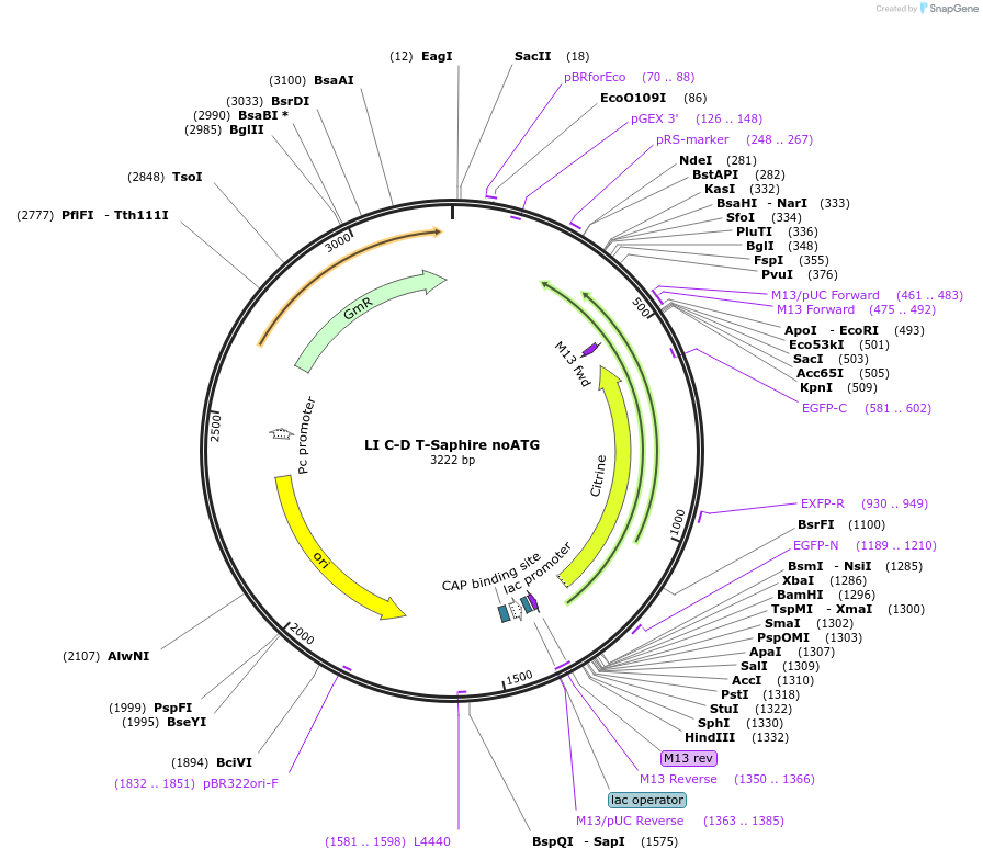 54438-plasmid-map-sequence-id-84656