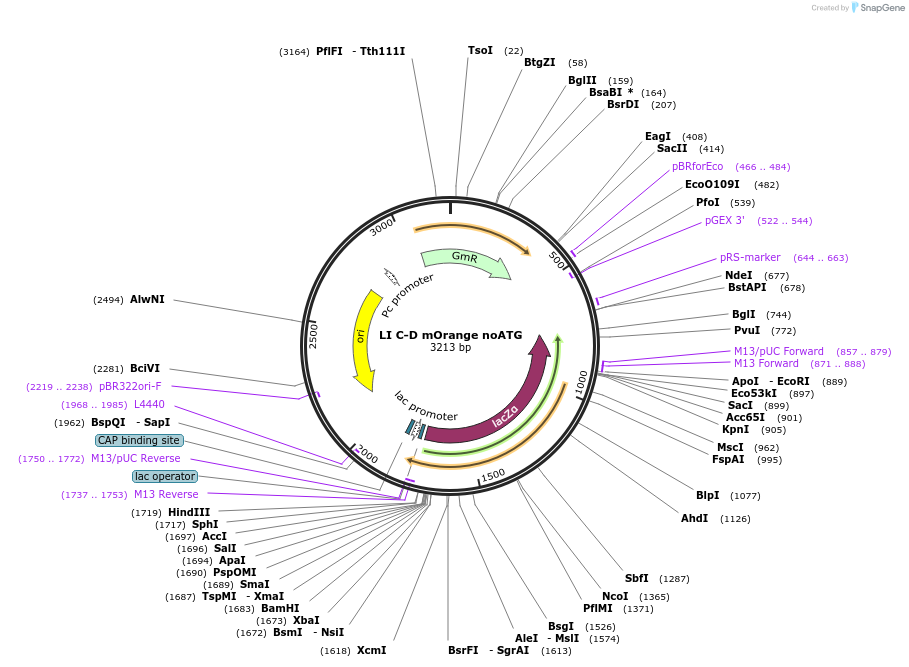 54441-plasmid-map-sequence-id-84659