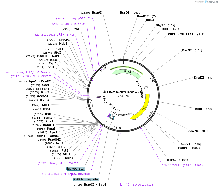 54444-plasmid-map-sequence-id-84662
