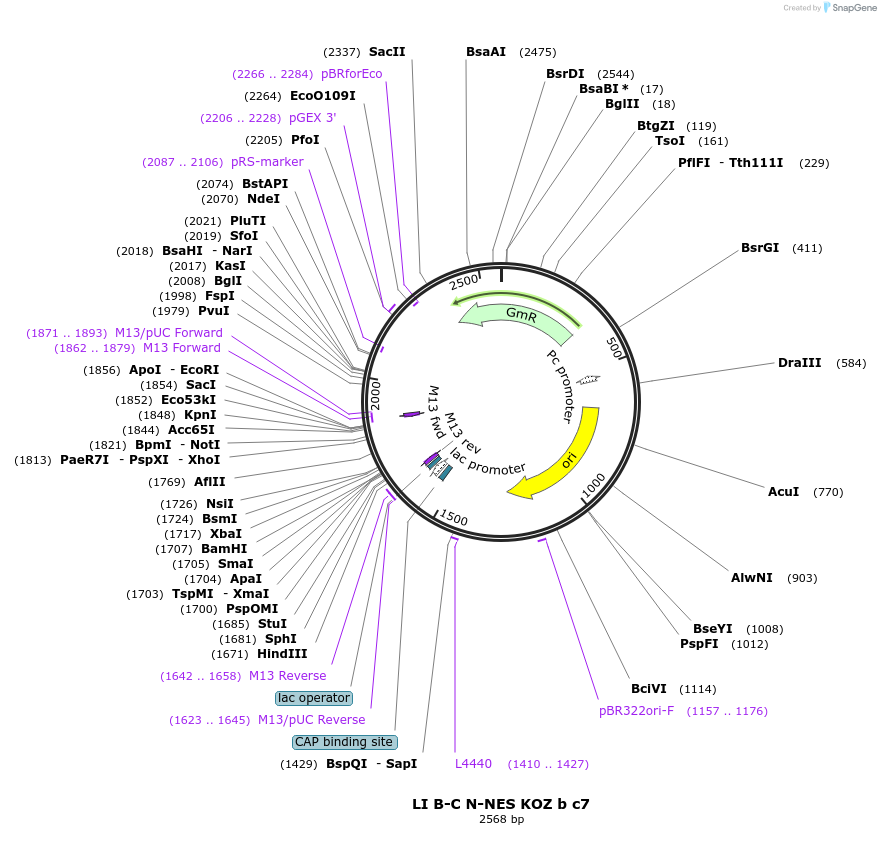 54445-plasmid-map-sequence-id-84663