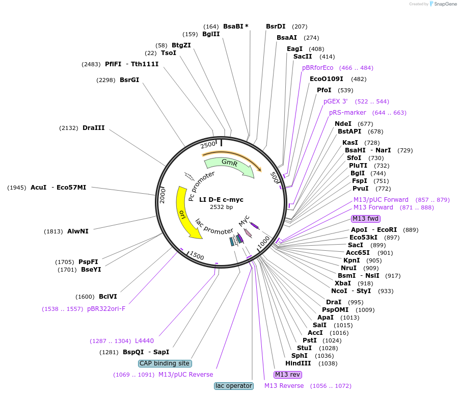 54451-plasmid-map-sequence-id-84669