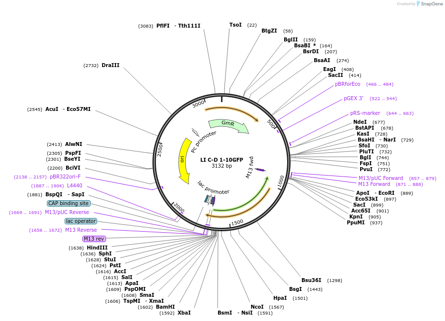 54461-plasmid-map-sequence-id-84674