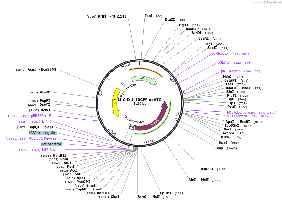 54462-plasmid-map-sequence-id-84675