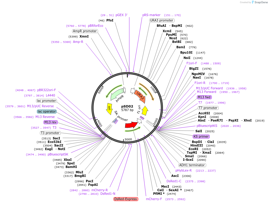 16009-plasmid-map-sequence-id-8470