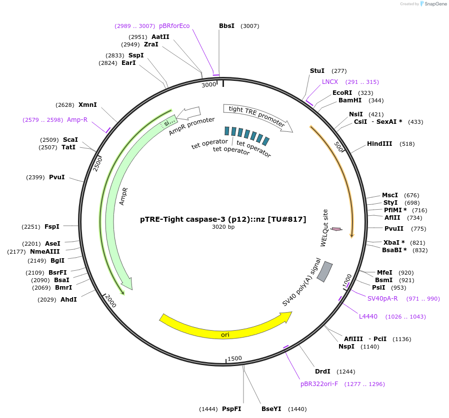16084-plasmid-map-sequence-id-8477