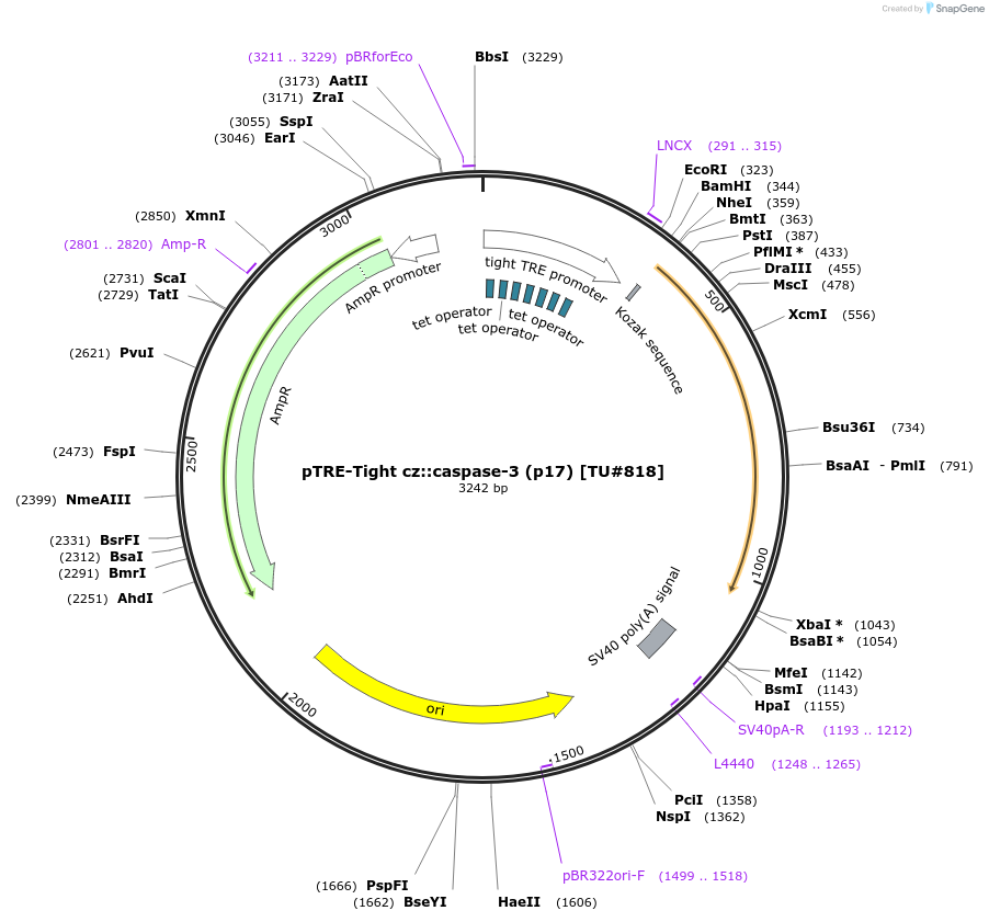 16085-plasmid-map-sequence-id-8478
