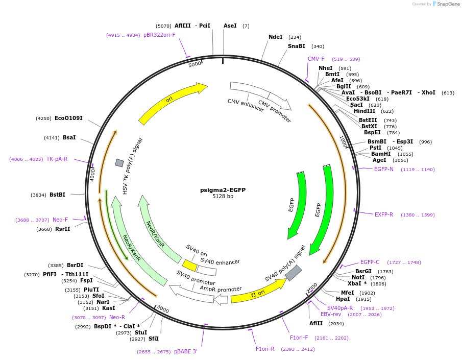 53610-plasmid-map-sequence-id-84817