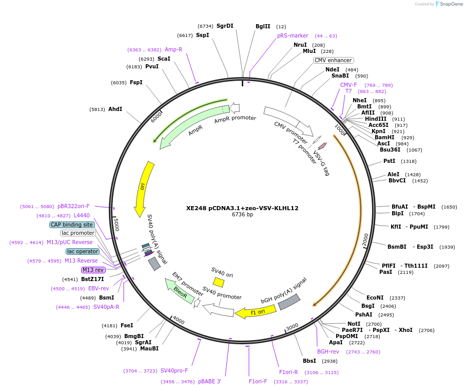 16761-plasmid-map-sequence-id-8525