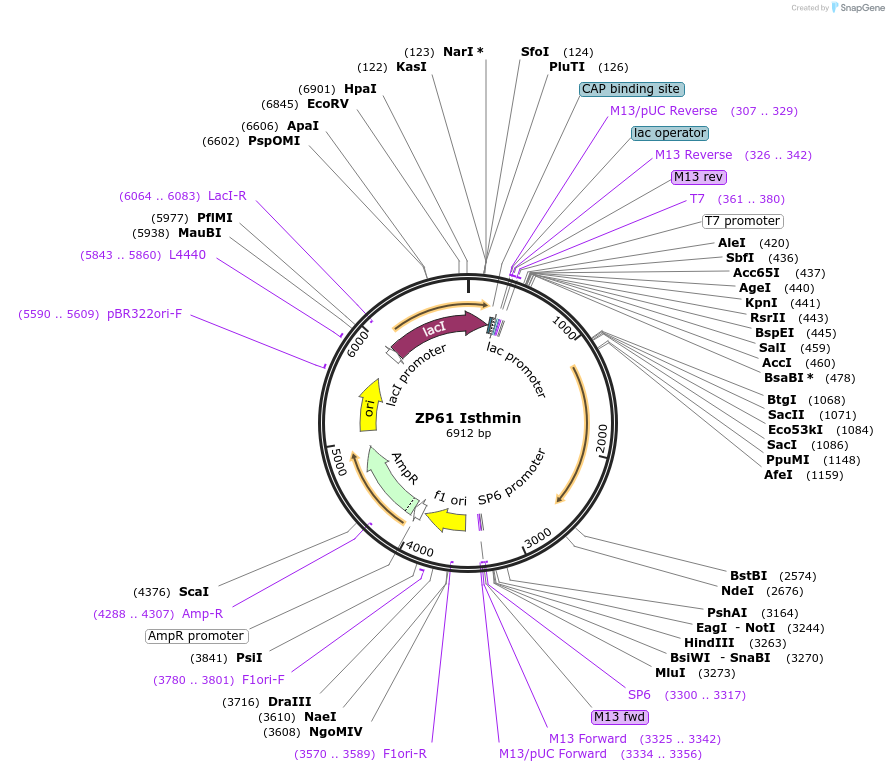 16881-plasmid-map-sequence-id-8528
